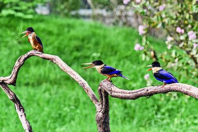 《宝可梦：朱＆紫》IGN最终测评得分：6分